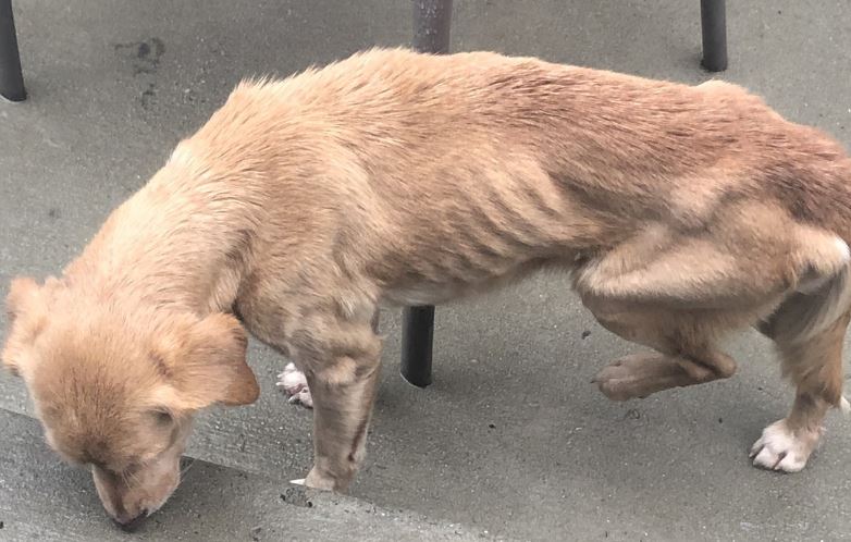 Olvida cerrar la puerta de su casa y un perrito entra a regalarse