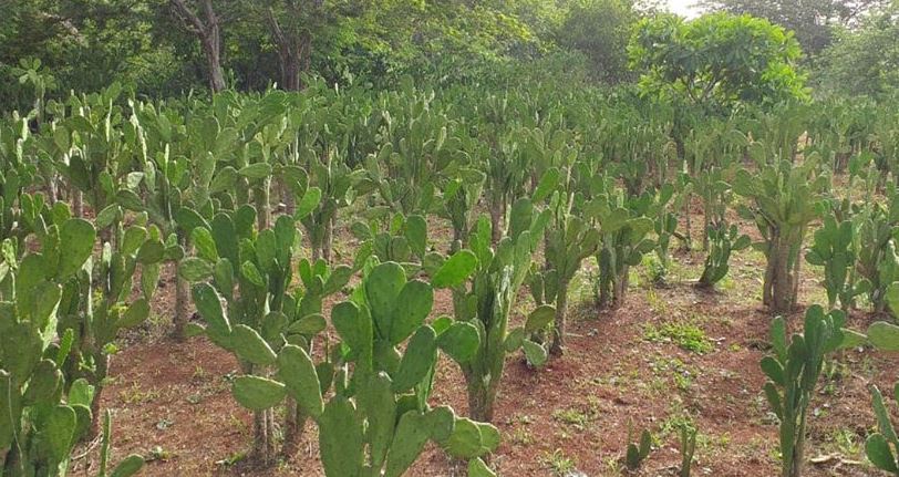 Yucatán: Empresa familiar produce hasta 1.5 toneladas de nopales en Valladolid