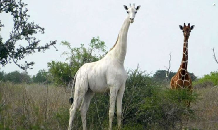 Cazadores matan a la única jirafa blanca del mundo en Kenia junto a su cría