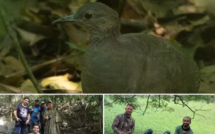 Descubren en Colombia un ave que se creía extinguida: el tinamú del Magdalena