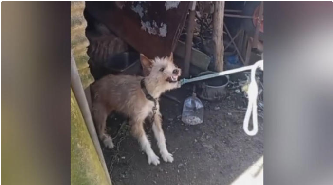 El Seprona y la Protectora de O Morrazo habían recibido denuncias sobre perrito