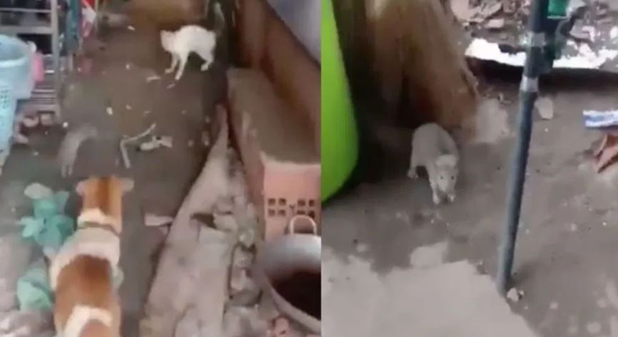 Video: Un Perro y un gato unen fuerzas contra una enorme rata