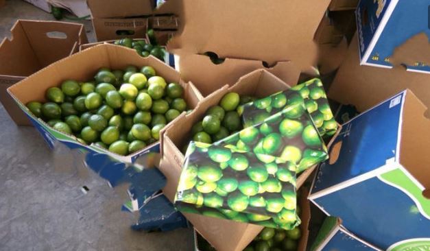 Hallan casi 200 kilos de droga en cargamento de limones con valor superior a los 3 mdd