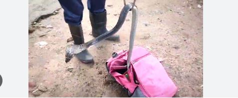 Terrible sorpresa: Hallan una cobra venenosa en la mochila de un niño