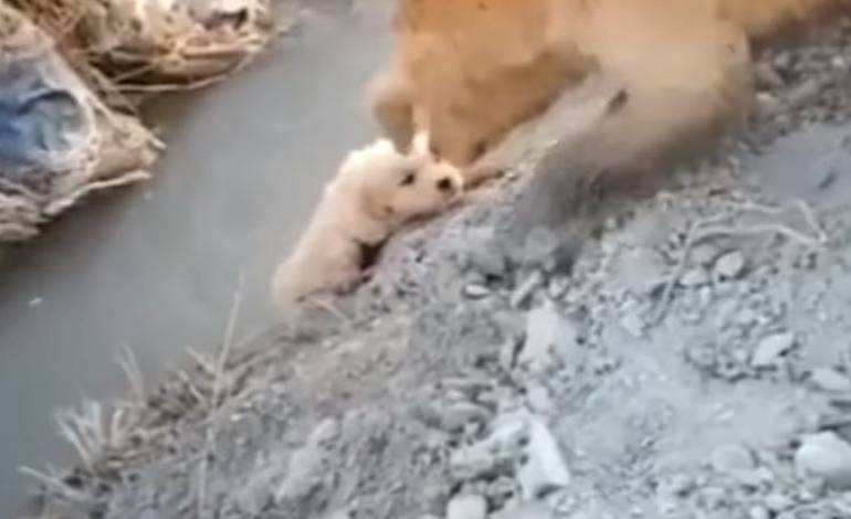 VIDEO: Una golden retriever rescata a su cachorro atrapado en el fondo de una zanja