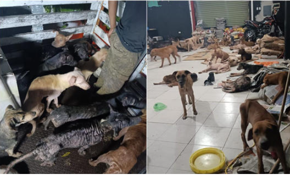 Así salvaron a perritos de "Cachorrilandia" en Q. Roo del Huracán Beryl