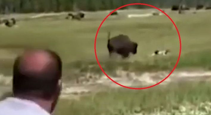 (Vídeo) Mujer fingió estar muerta para evitar el ataque de un bisonte