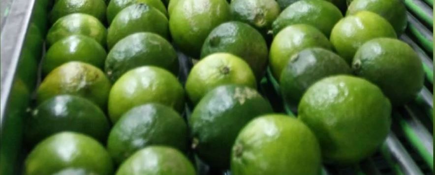CDMX: Vuelva tráiler con 17 ton de limones… La rapiña inmediata