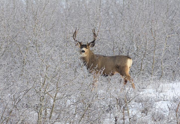 Patinador rescata a tres ciervos atrapados en el hielo