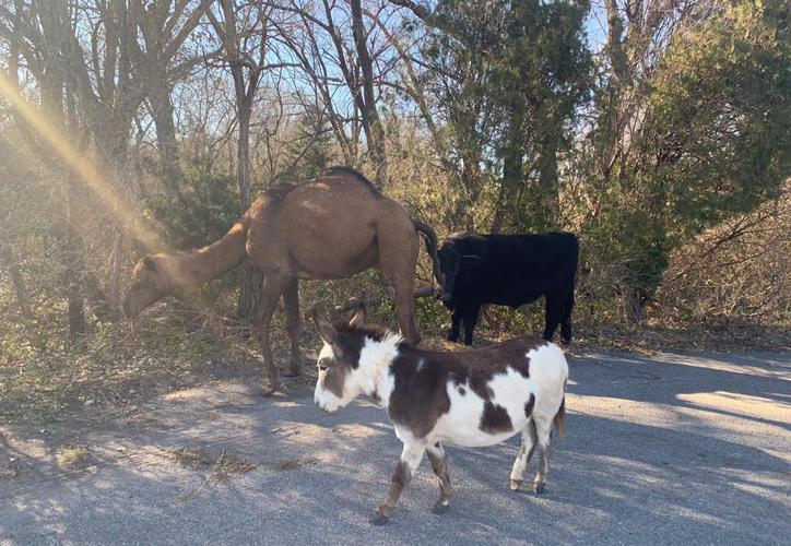Encuentran un camello, una vaca y un burro en las calles de Kansas