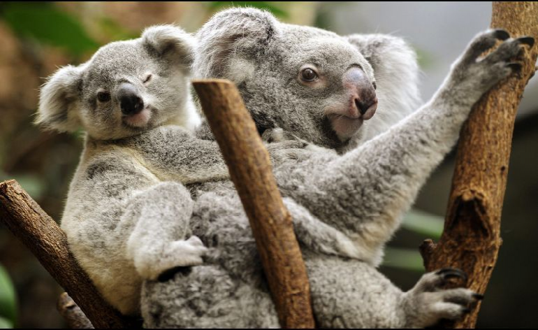 Expertos afirman que los koalas están "extintos funcionalmente"
