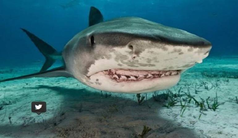 Un tiburón atacó a una niña de 10 años en una playa de Florida