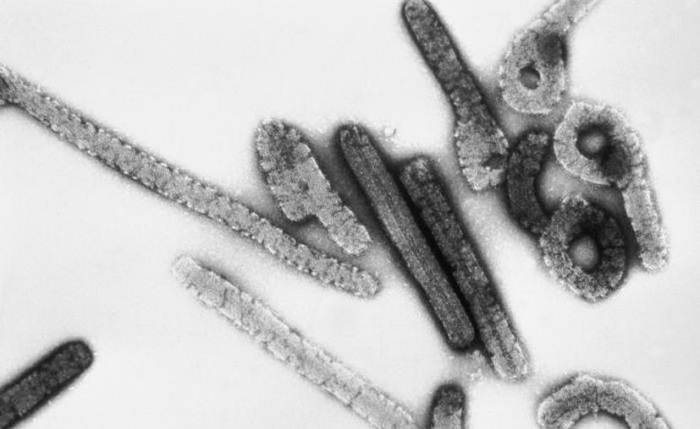 OMS confirma 1a. muerte por virus para el que aún no hay medicamento