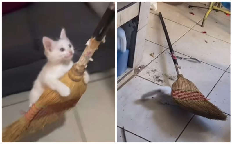 (VÍDEO) Gatito mantiene acalorada pelea contra una escoba y termina perdiendo;