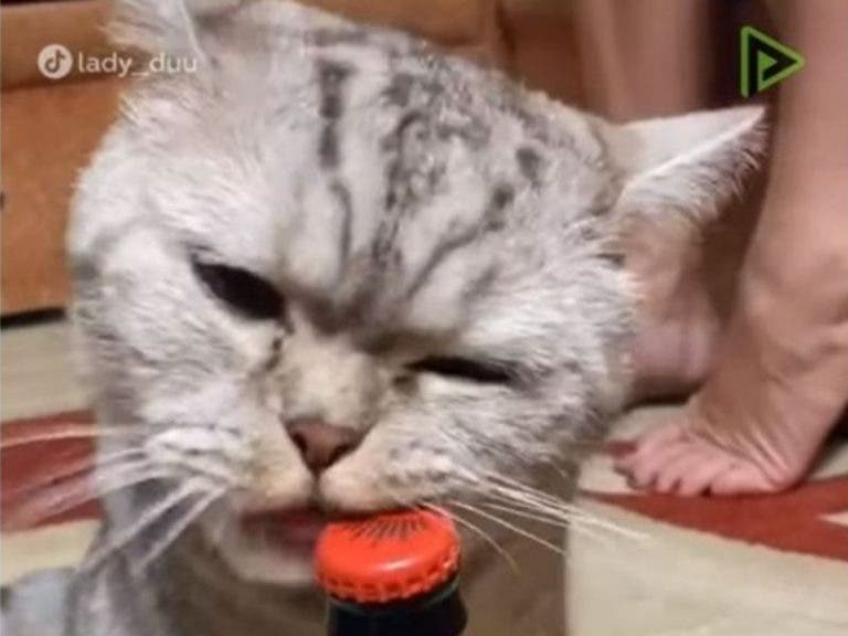 VIDEO: ¡Trae el barrio en la sangre!; gato destapa cerveza con los dientes