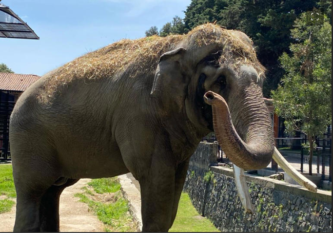 Fallece a los 60 años de edad,  elefante ‘Ted’ del zoológico de Zacango