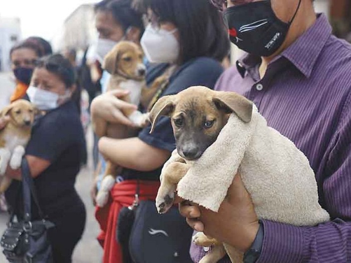 Mérida: Proponen cárcel para quien abandone a su mascota en la calle