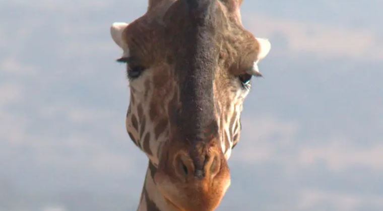 ¿A pan y agua? Ésta es la dieta de la jirafa Benito en el Africam Safari