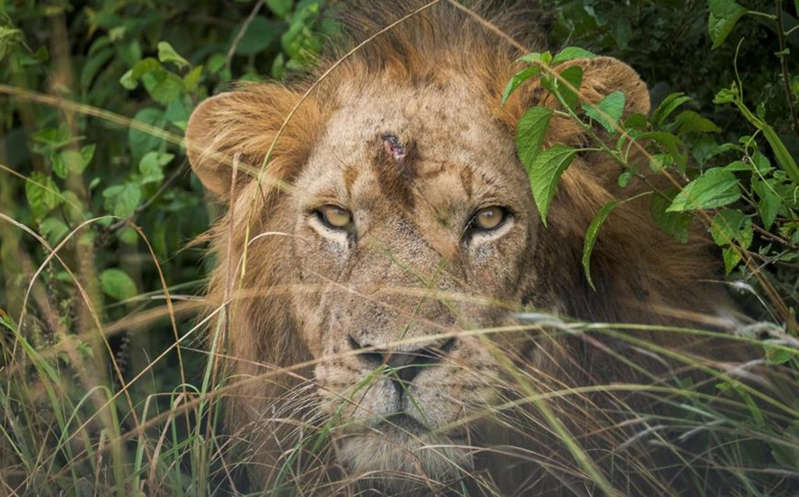 Leones matan a tres niños cerca de reserva natural en Tanzania