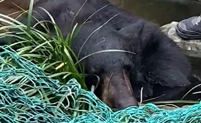 El oso “sociable” se va a la Sierra de Chihuahua