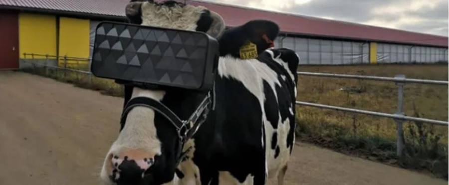 Rusia: Ponen a las vacas lentes VR para que se relajen den más leche