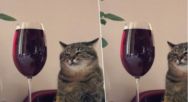 VIDEO: El gatito "sensación" recuerda las fiestas aburridas a las que hemos ido