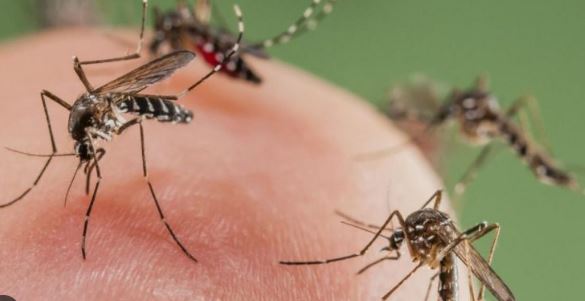 OMS recomienda la primera vacuna contra el dengue de origen japonés