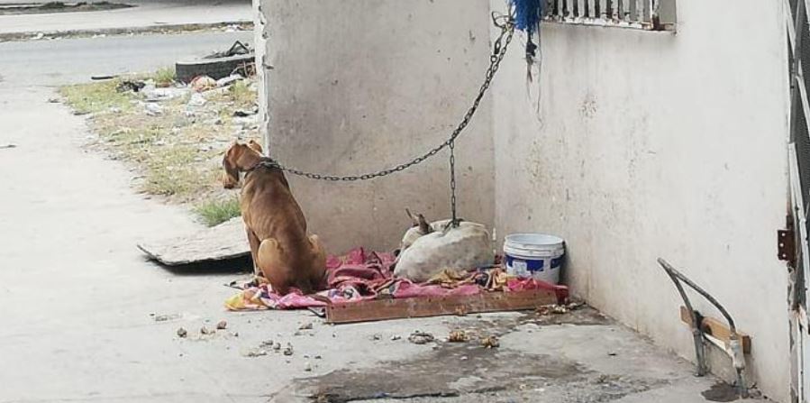 Vecinos de Torreón denuncian que mujer tiene a sus perritos en mal estado