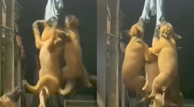 (VIDEO) A que no conocías a los perritos "voladores de Papantla"