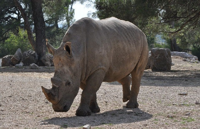 Rinoceronte ataca auto de mujer en un parque en Alemania