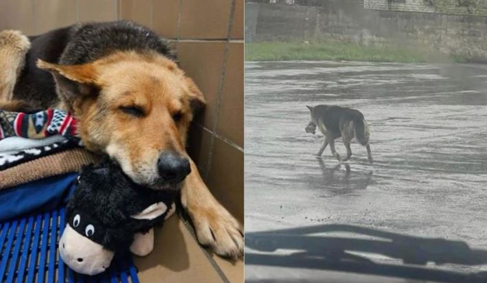 Perrita se viraliza por deambular con su peluche en calles de EE.UU. durante días