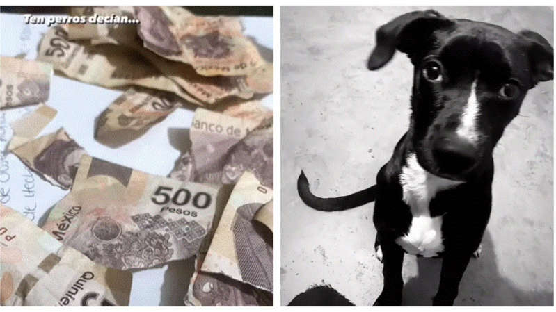 Perrito destruye los ahorros de su dueña; mordisqueó billetes de $500