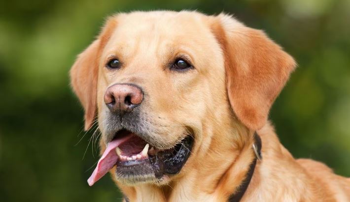 Perrita roba parte del almuerzo de albañiles que trabajan en la construcción