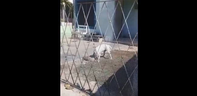 Perro intruso mata a otro perrito en colonia de Mérida