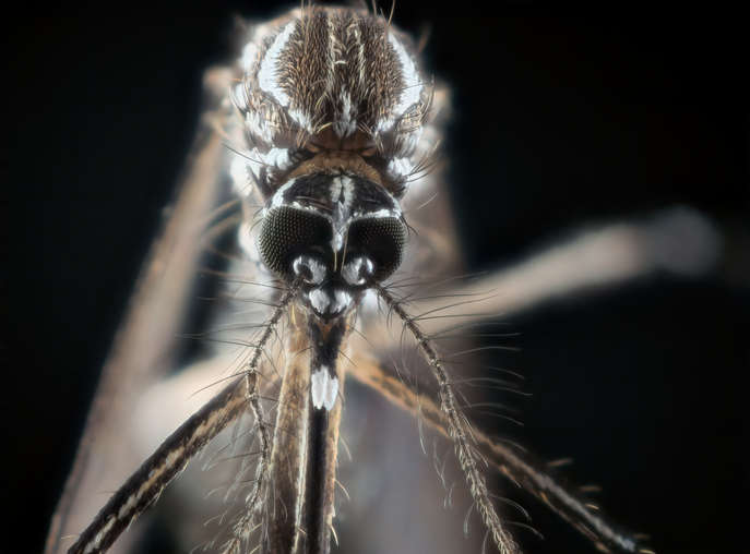 Indonesia libera 5 millones de mosquitos infectados con una bacteria para detener el dengue