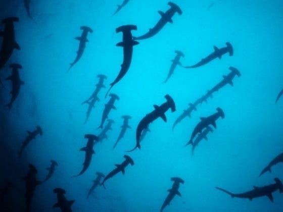 VIDEO: Mujer queda atrapada entre 200 tiburones sin protección alguna