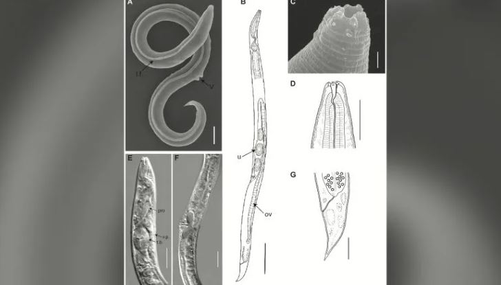 Reviven a un gusano que estuvo 46.000 años congelado