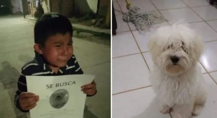 Niño conmueve a internatuas al buscar a su perrito Ryder