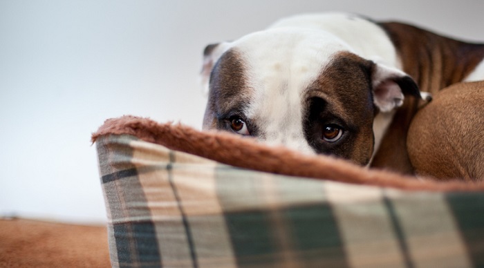 Cómo evitar que tu perro sufra infarto o ataques de ansiedad por pirotecnia