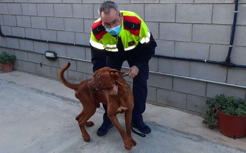 Rescatan a perro abandonado en una casa durante 2 eses sin alimento