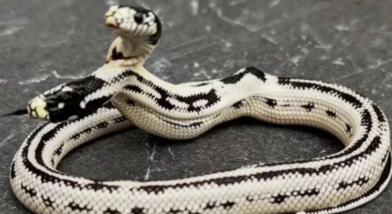 Asombro en California: serpiente de dos cabezas sobrevive