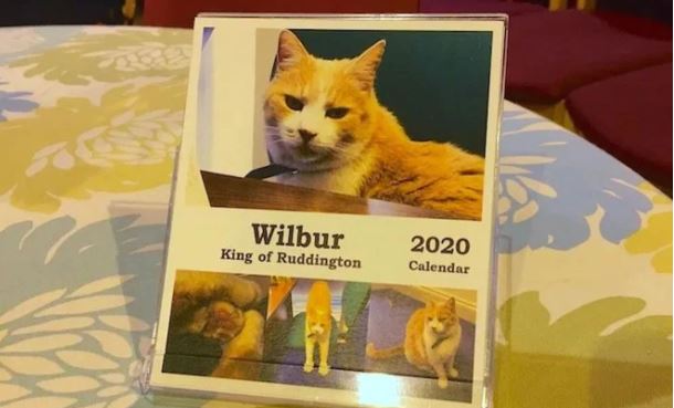 Wilbur, el gato que es una celebridad y que tiene su propio calendario 2020