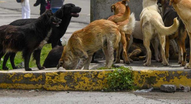 Aseguran 5 perros que atacaron y mataron a abuela en Mexicali