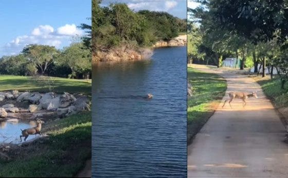 Mérida: Hallan a un venadito deambulando en el Country Club