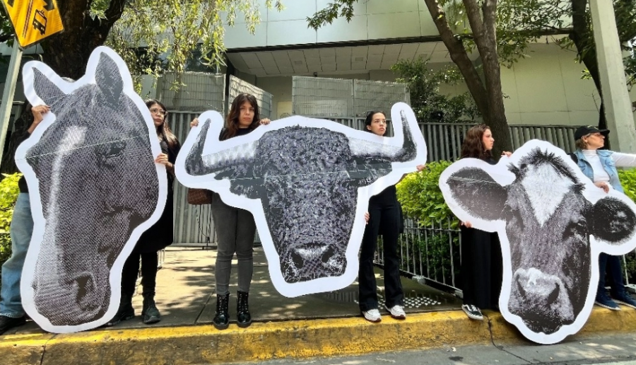 Conceden amparo contra corridas de toros en Chihuahua