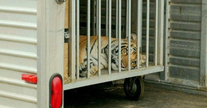 Capturan ileso a tigre de Bengala que deambulaba en un vecindario de Houston