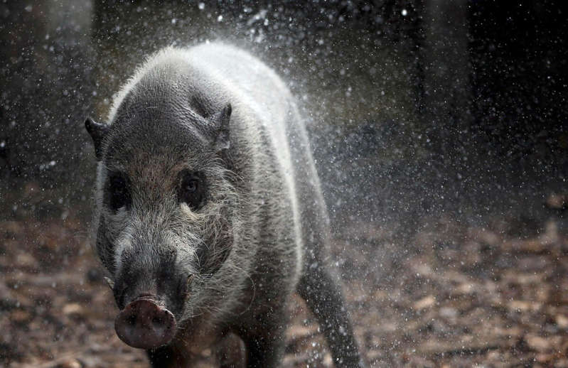 Italia: ¡Cazador cazado! Jabalí embiste y mata a cazador que le disparó