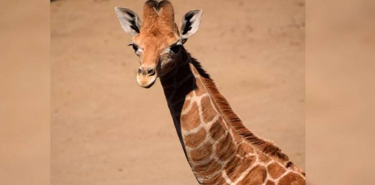 Gana Jira-fifí-ta y será el nombre de jirafa bebé en CDMX