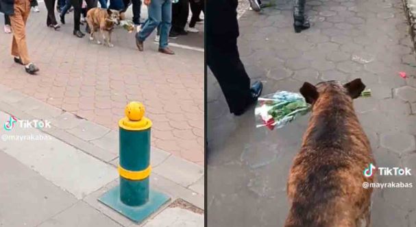 Con un ramo de flores perrito acompaña su dueño muerto en cortejo fúnebre