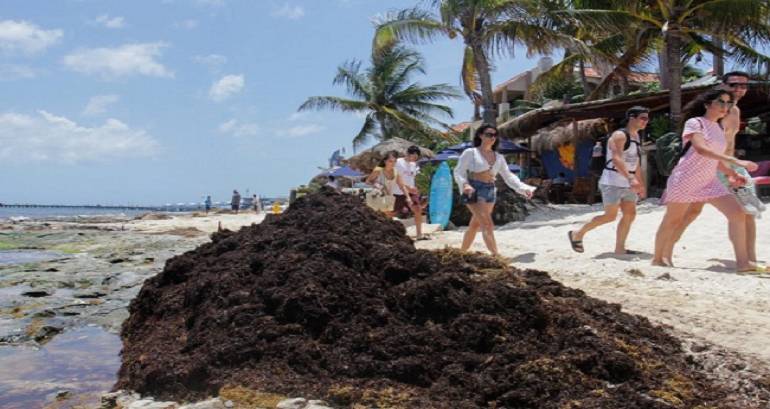 Sargazo comienza a afectar fuertemente al turismo en Quintana Roo